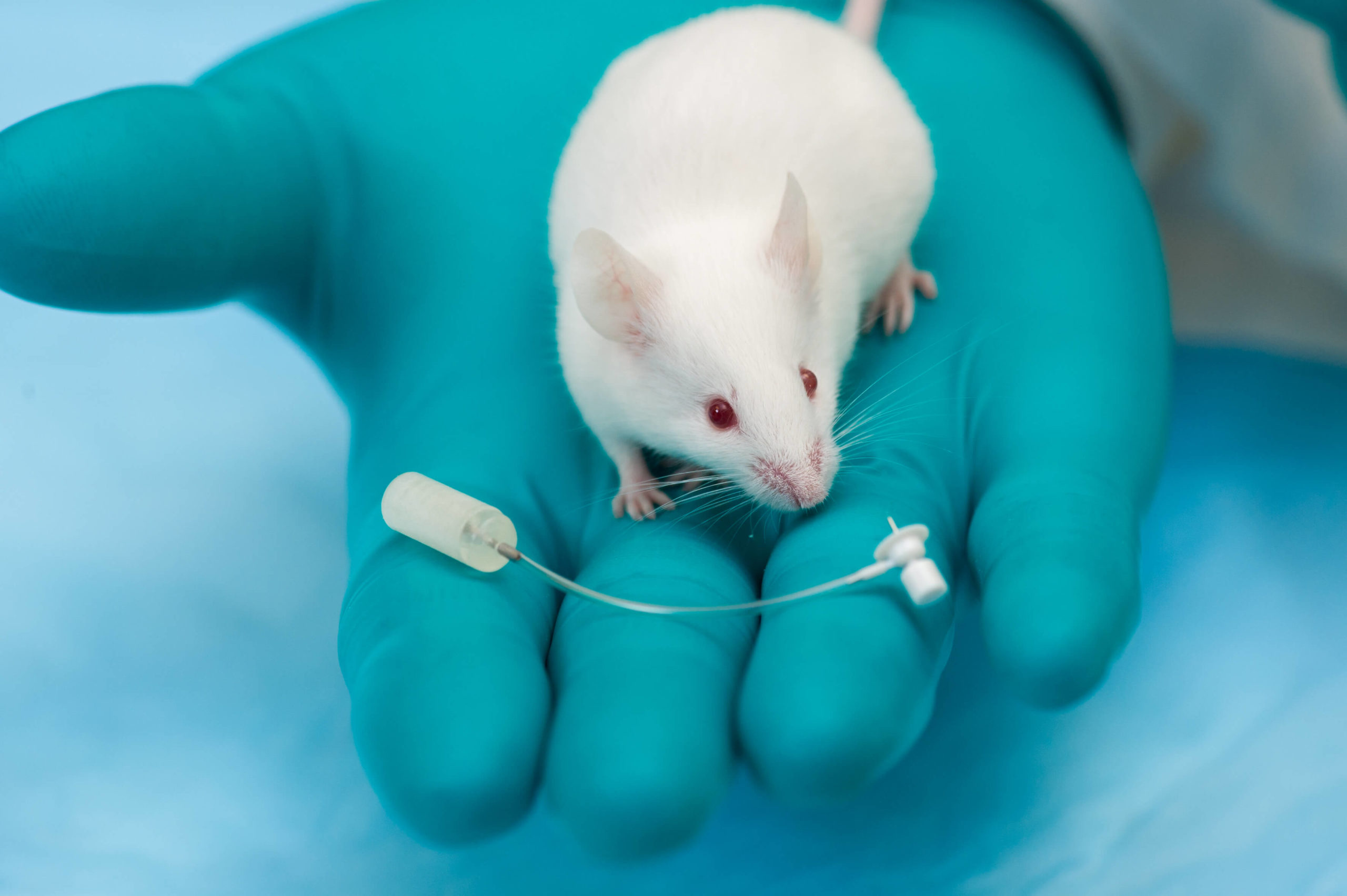 Infusion vs. Injection: Considerations for Small Animal Pharmacology  Research