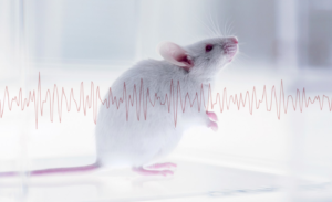 WEBINAR: Measuring EEG in vivo for Preclinical Evaluation of Sleep and Alzheimer’s Disease