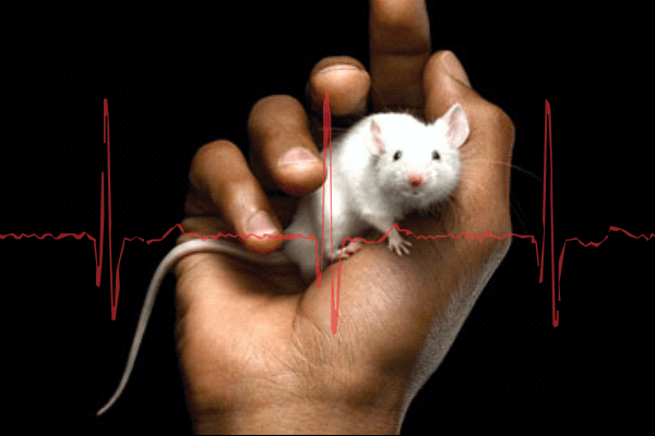 Improving Rodent Cardiovascular Research Outcomes with Integrated Surgical Monitoring