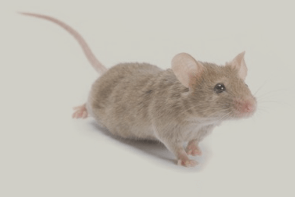 Examining New Research Capabilities and Technology for Preclinical Telemetry in Rodents
