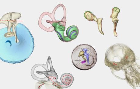 Ear Evolution in Fossil Mammals