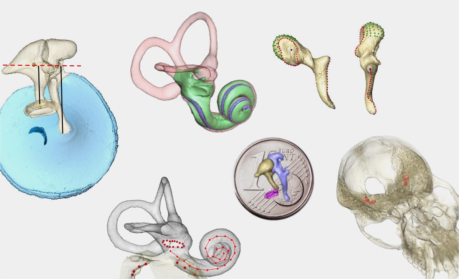 Using Nano and Micro-CT to Study Function and Evolution of the Ear of Extant and Fossil mammals