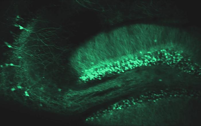 Hippocampal Neural Circuits in Awake Head-Fixed Mice Navigating a Real-World Environment