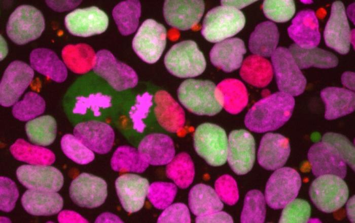 Visualizing Human Stem Cell Dynamics by Multicolor, Multiday High-Content Microscopy