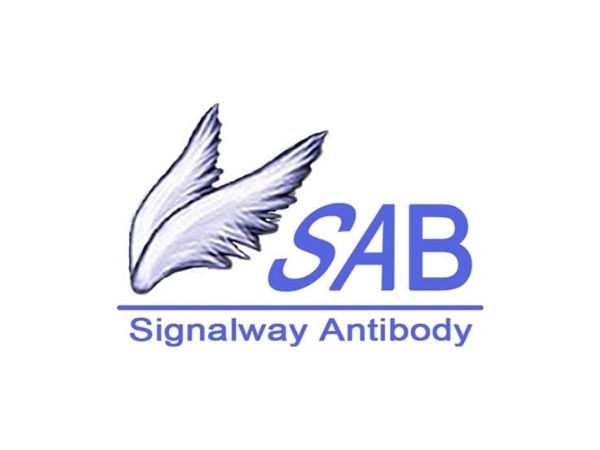 Signalway Antibody, LLC