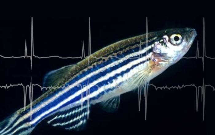 Fishing for Insights from Single-Lead and Multi-Lead ECG of Live Adult Zebrafish