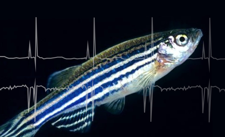Fishing for Insights From Single-Lead and Multi-Lead ECG of Live Adult Zebrafish