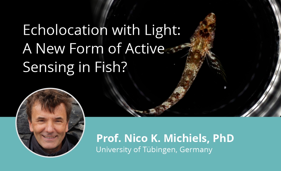 Echolocation with Light - A New Form of Active Sensing in Fish