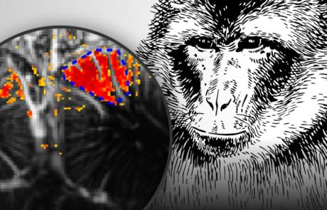 Functional Ultrasound Neuroimaging in Awake & Behaving Non-Human Primates