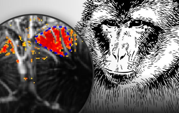 Functional Ultrasound Neuroimaging in Awake & Behaving Non-Human Primates