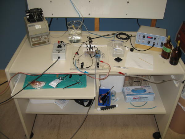 Electrophysiology Setup