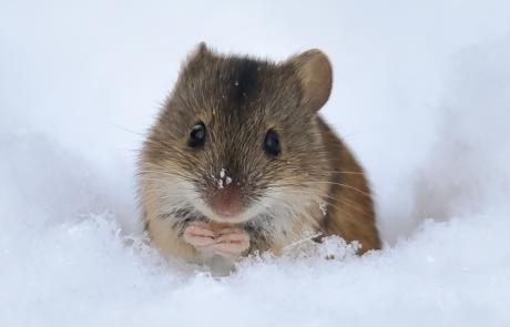 Thermal Physiology: The Effects of Environmental Temperatures on Energy Expenditure in Mice