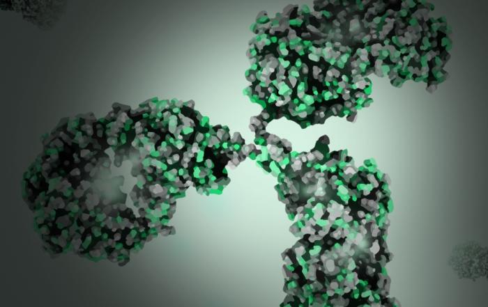 Recombinant Antibody Production: Current Methods and a Novel Antibody Generation Platform