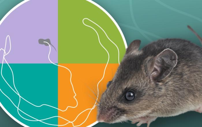 Innovative Approaches to Tracking and Quantifying Behavior in Rodents
