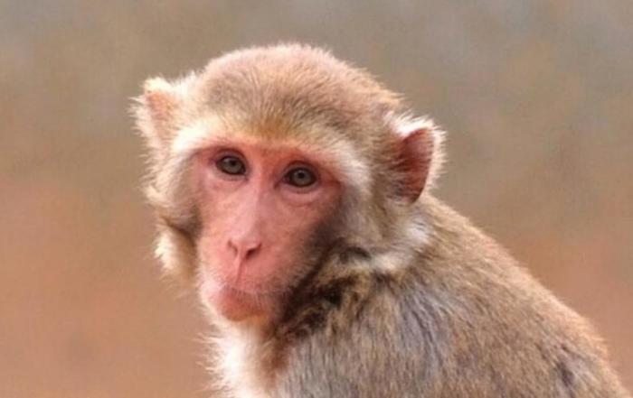 5 Hot Topics in Refinement of Nonhuman Primate Neuroscience Research