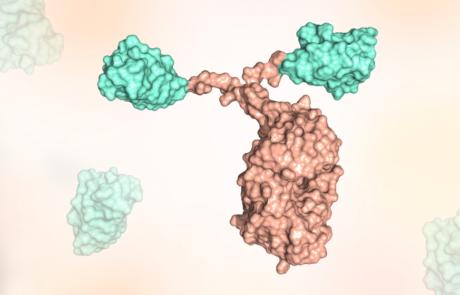 Single-Domain Antibodies: A Promising New Tool for Diagnostic and Therapeutic Research