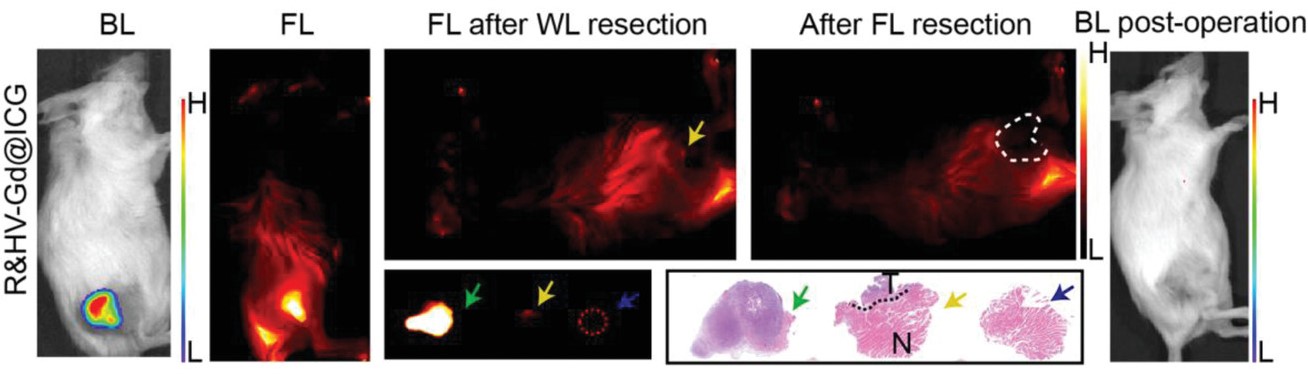 Preclinical cancer biomarker imaging with fluorescence imaging