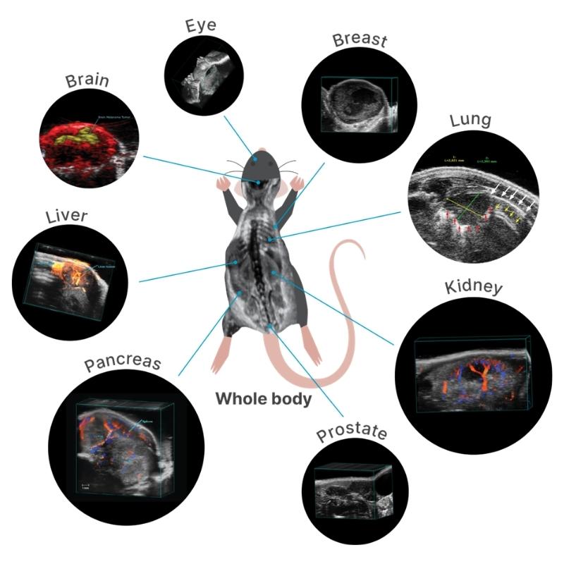 Preclinical imaging data in rodents