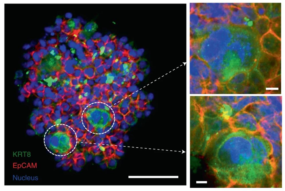 Immunofluorescence imaging of artificial human thymus in mice