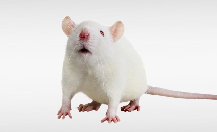 Passive Avoidance Response in Rats FI