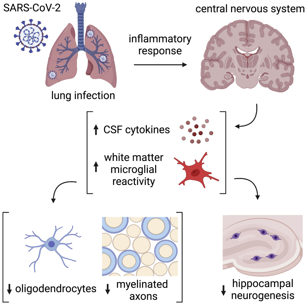 Neurobiological effects of respiratory SARS-CoV-2 infection