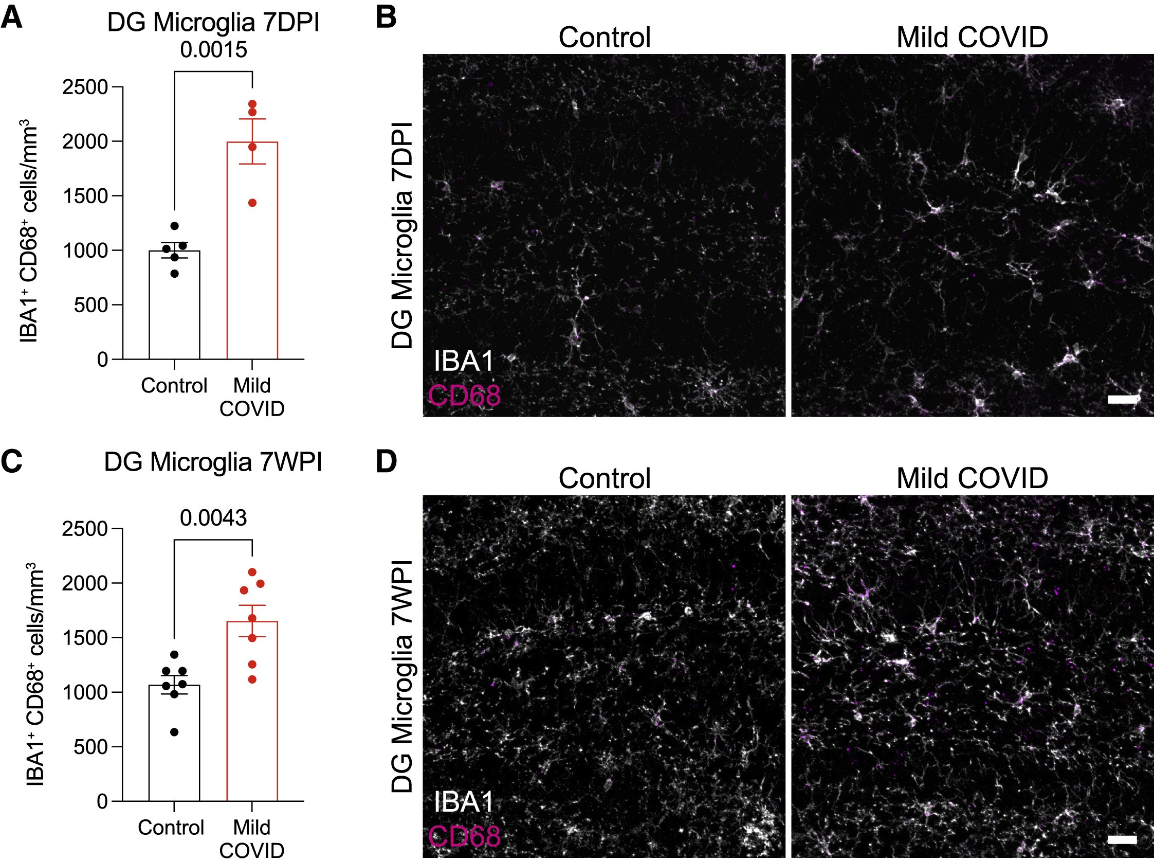 Reactive microglia quantification post-COVID