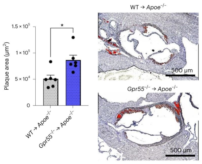 Aortic root plaque size of B cell-depleted Apoe-/- mice receiving WT or Gpr55-/- B cell adoptive transfer and 4 weeks of WD