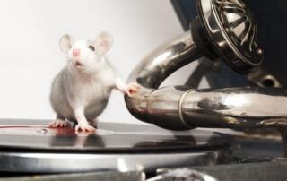 Beat Synchronization in Rats FI