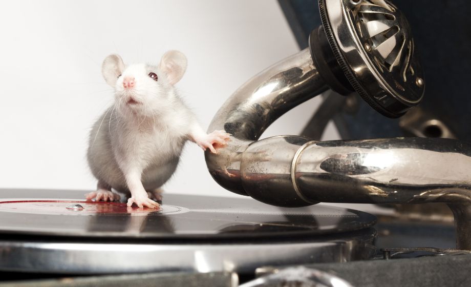 Beat Synchronization in Rats FI