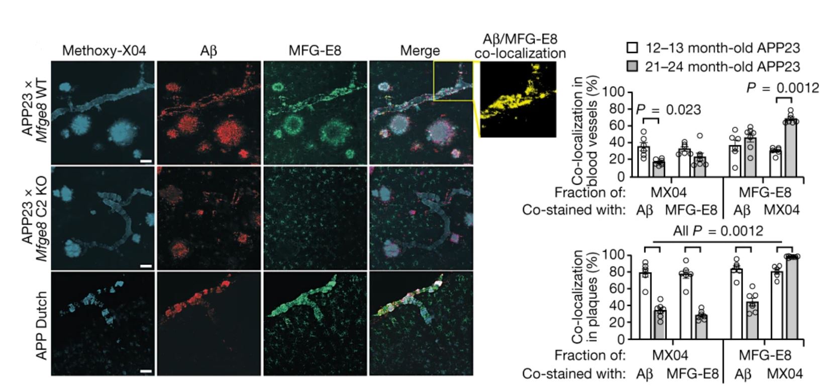 Brain sections from mouse models of Alzheimer's disease stained for MFG-E8