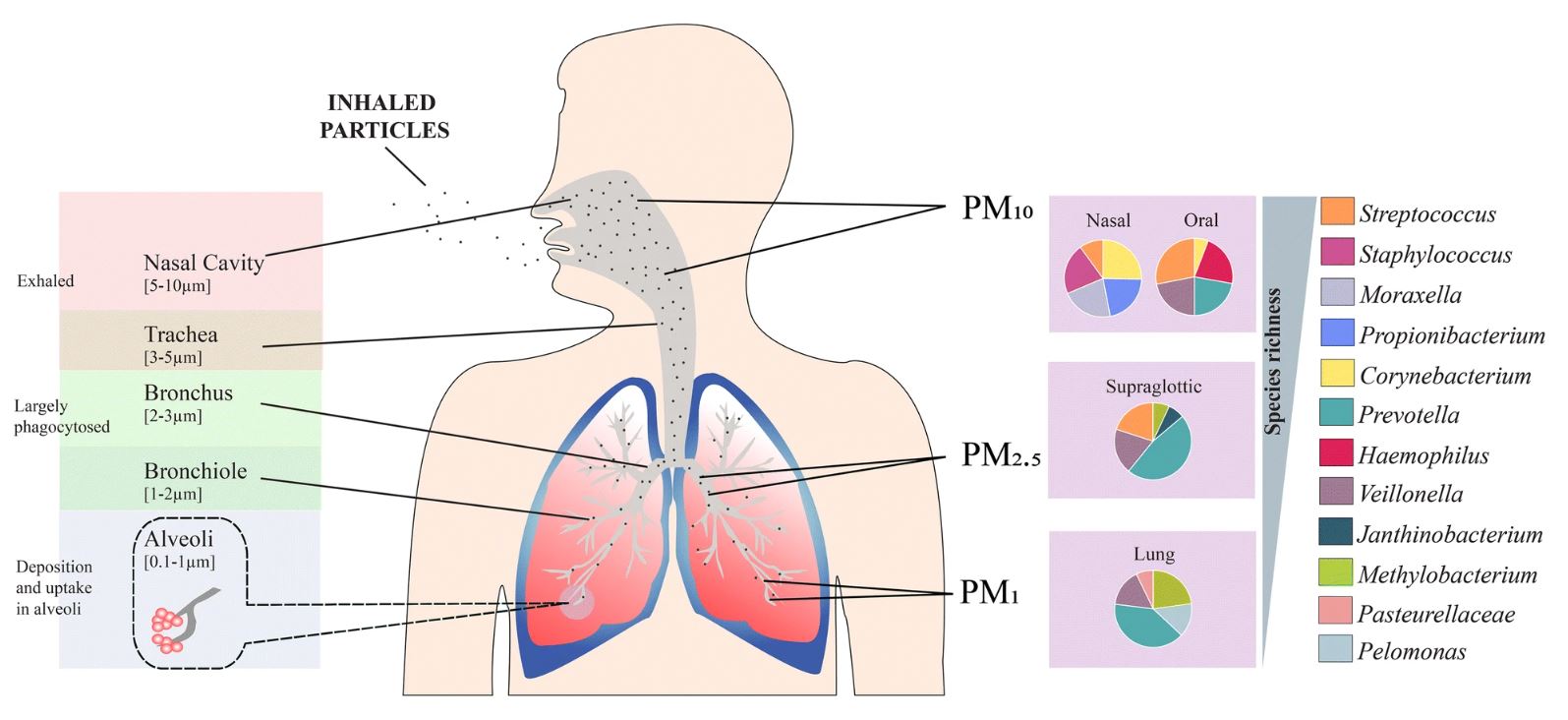 Nanoparticle inhalation into lungs
