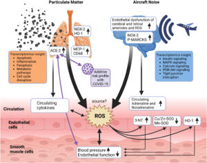 Potential pathophysiological mechanism after individual and combined exposure to aircraft noise and particulate matter.