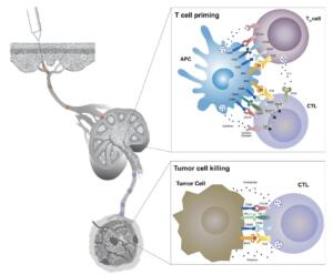 Mechanism of T cell activation and cancer cell killing.