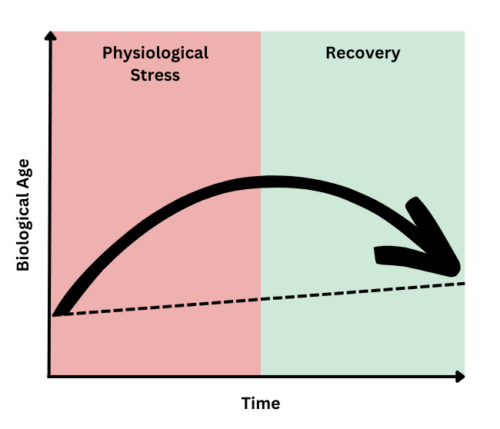 Pattern of biological aging in response to physiological stress.