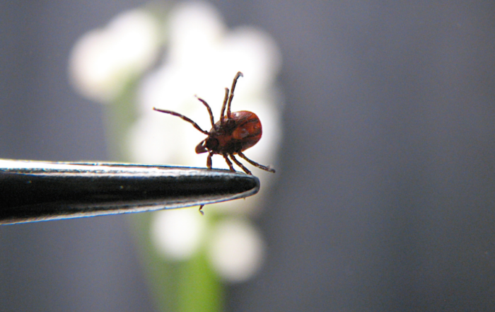 Tick Tock: The Growing Risk of Lyme Disease and Efforts to Develop a Vaccine