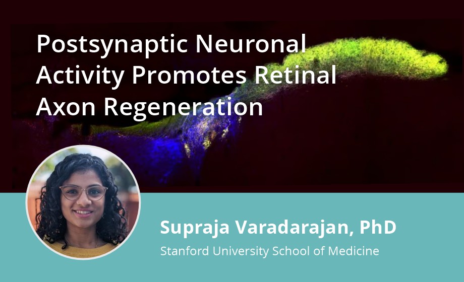 Postsynaptic Neuronal Activity Promotes Retinal Axon Regeneration