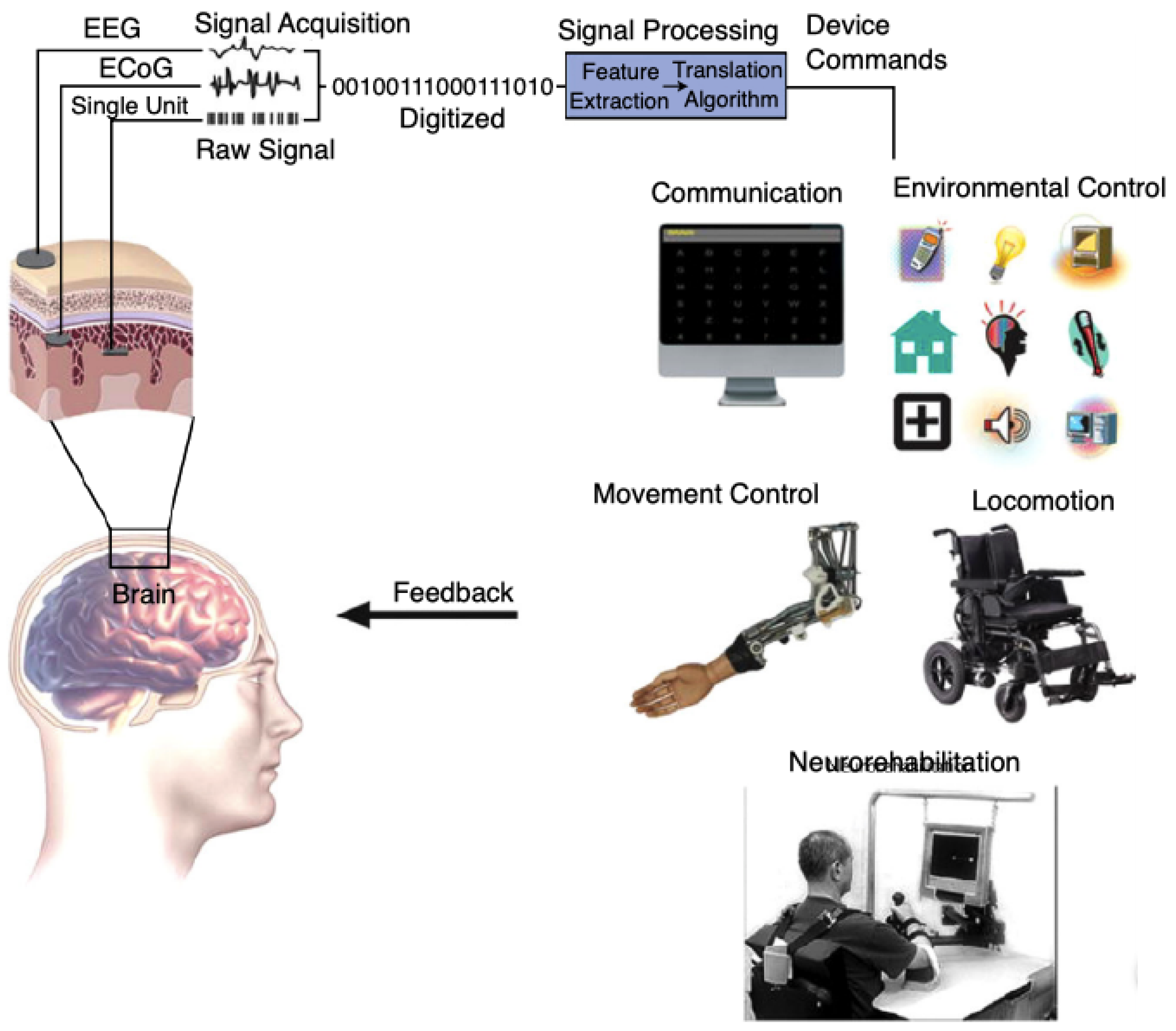Simplified diagram of how most brain-computer interfaces function.