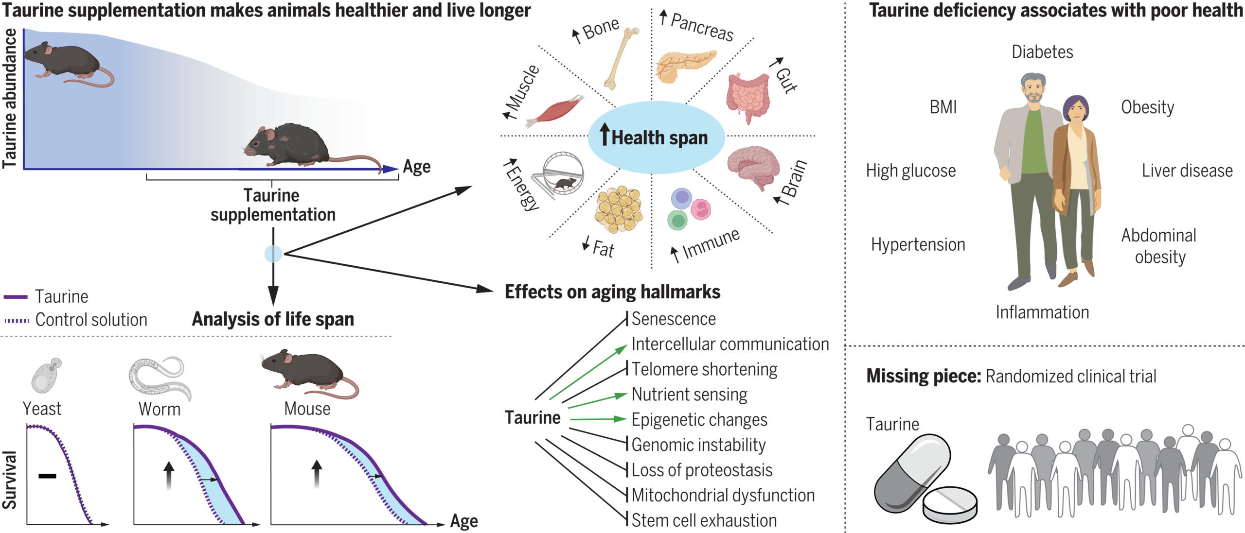 Overview of the study performed by Singh et al. to determine whether taurine deficiency is a driver of aging.